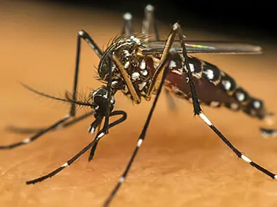 Governo de SP fará grande mobilização contra a dengue no dia 1º de março