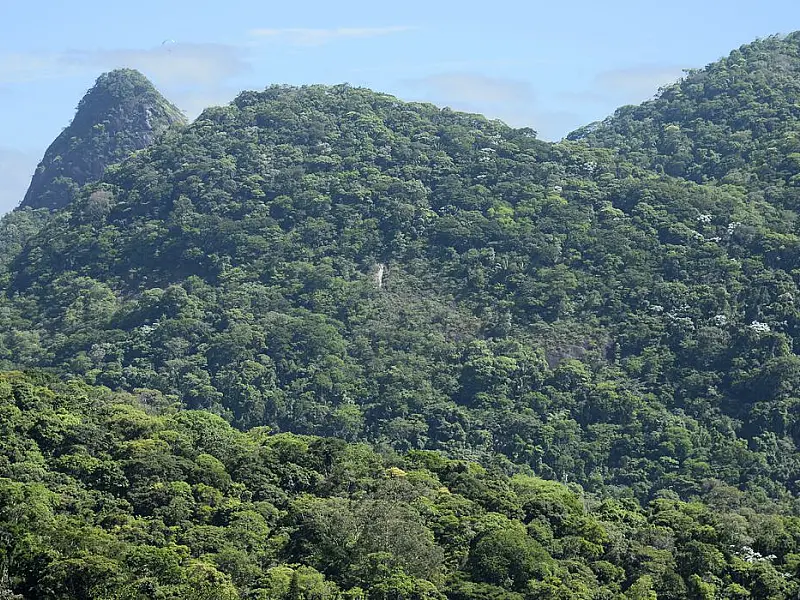 Iniciativa despeja quatro toneladas de sementes na Mata Atlântica