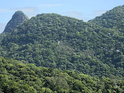 Iniciativa despeja quatro toneladas de sementes na Mata Atlântica