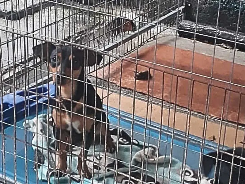Animal abandonado é resgatado por equipes de Segurança na cidade de Bertioga