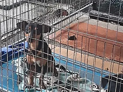 Animal abandonado é resgatado por equipes de Segurança na cidade de Bertioga