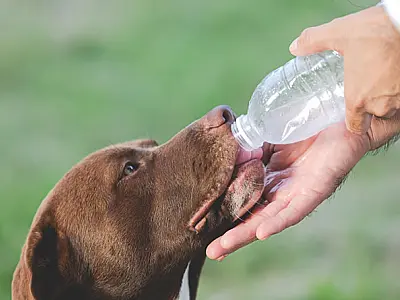 Prefeitura de Mongaguá alerta sobre cuidados essenciais com pets no verão