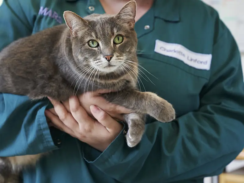 Cuidados para manter os pets saudáveis e livres da obesidade