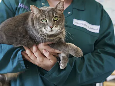Cuidados para manter os pets saudáveis e livres da obesidade