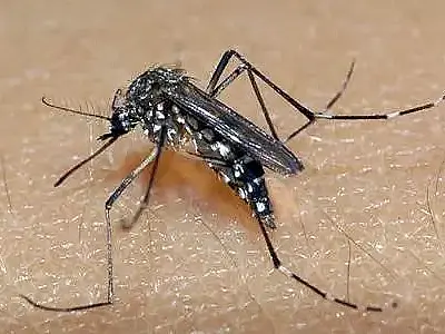 Vacina contra dengue é esperança, mas não é solução, diz ministra
