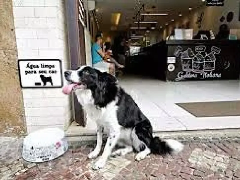 Bares e restaurantes apostam em ambientes pet friendly para atrair clientes