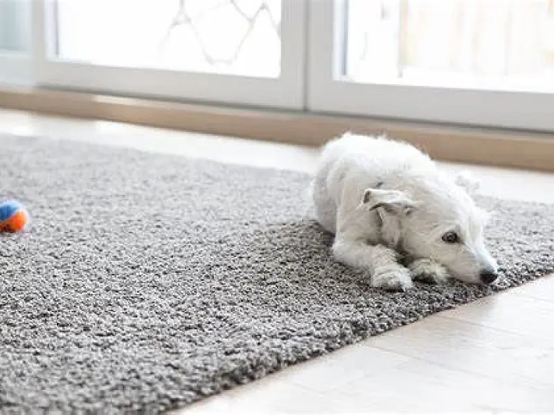 Saiba escolher e cuidar de tapetes com pets em casa