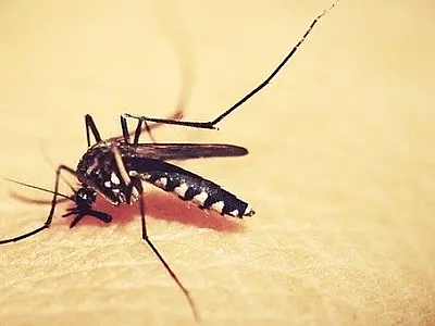 Fiocruz detecta dengue tipo 3 no Brasil após 15 anos sem epidemia