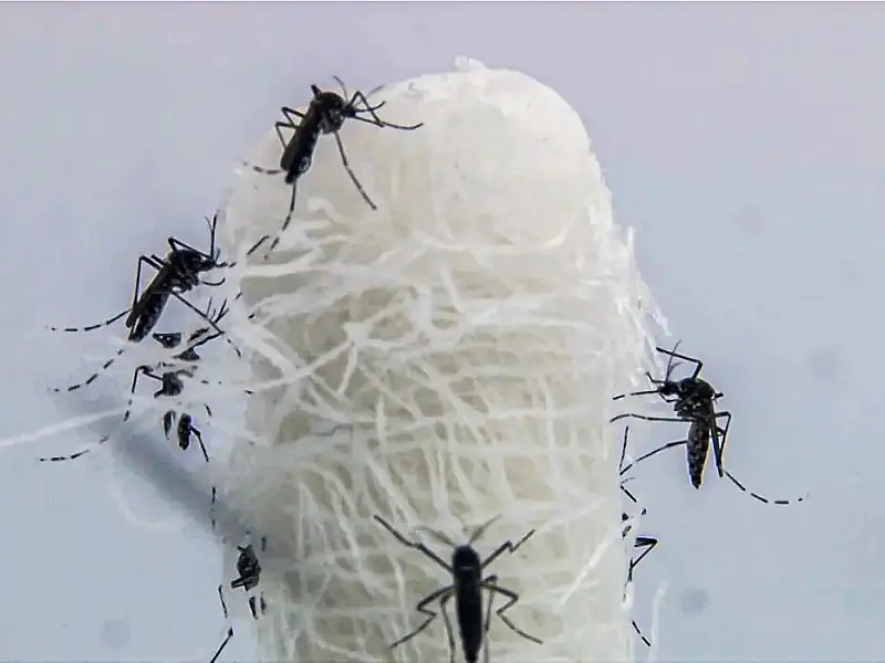 Casos de dengue entram em queda no estado do Rio
