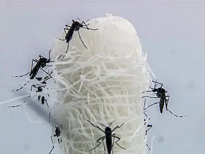 Casos de dengue entram em queda no estado do Rio