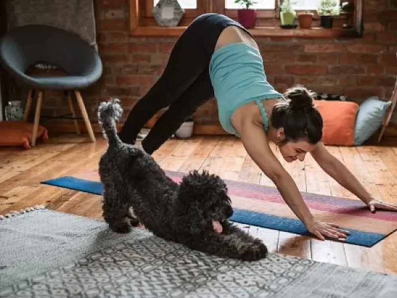 Saiba como exercitar os cãezinhos sem sair de casa