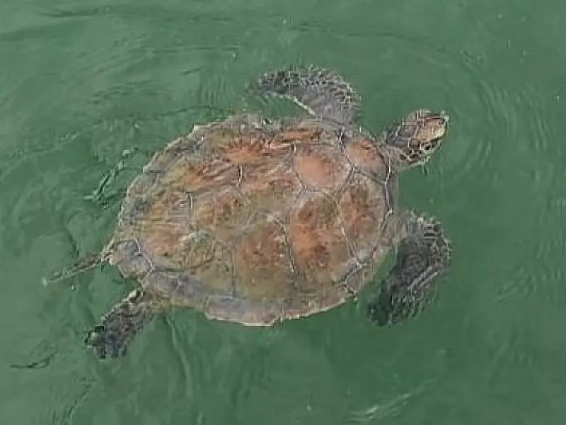 Tartaruga marinha enroscada em rede de pesca é salva na Praia do Perequê