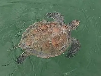 Tartaruga marinha enroscada em rede de pesca é salva na Praia do Perequê