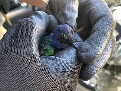 Guarda Civil Ambiental resgata beija-flor na Vila São Jorge