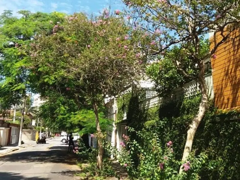 Abertas as inscrições para curso de cuidadores de árvores de Santos