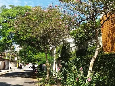 Abertas as inscrições para curso de cuidadores de árvores de Santos
