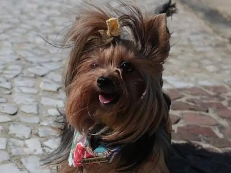 No Dia Mundial dos Animais, bonde turístico terá viagens com pets