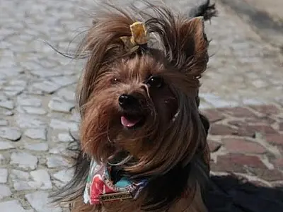 No Dia Mundial dos Animais, bonde turístico terá viagens com pets