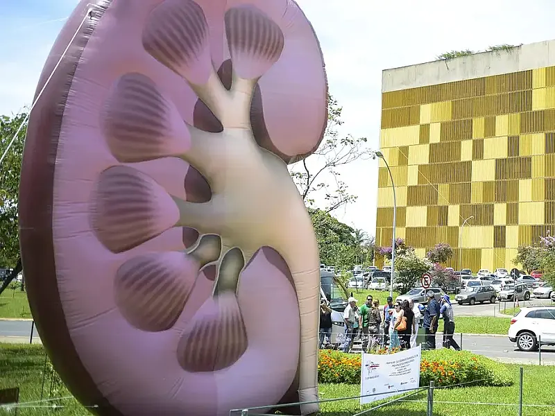 Dia Mundial do Rim: doenças renais são silenciosas e exigem atenção