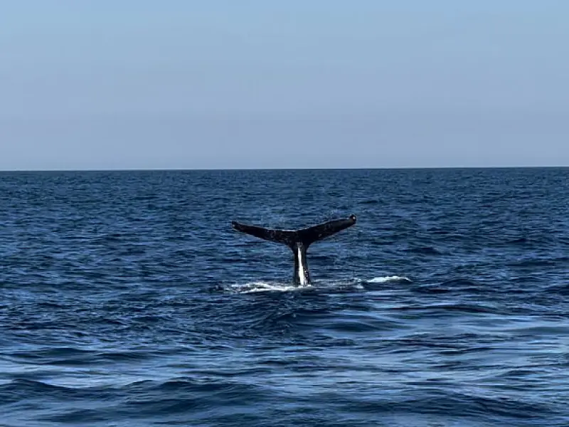Guarujá é ponto de partida para avistamento de baleias e golfinhos