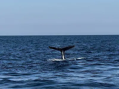 Guarujá é ponto de partida para avistamento de baleias e golfinhos