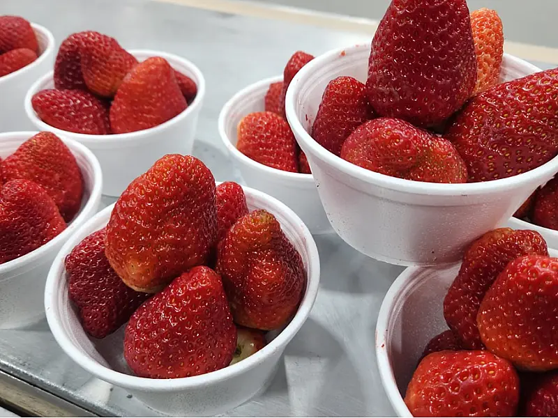 Festival do Morango movimenta Praia do Itararé com gastronomia e atrações para famílias
