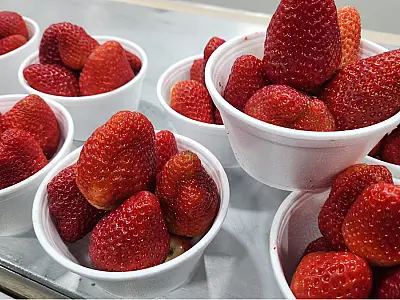 Festival do Morango movimenta Praia do Itararé com gastronomia e atrações para famílias
