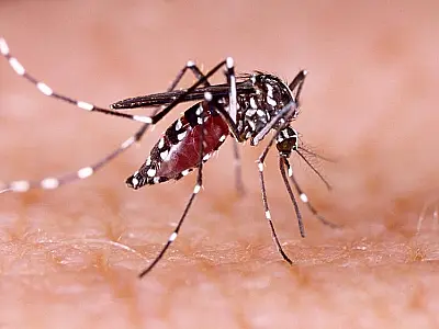 Notificações de zika vírus aumentam no país em relação a 2022