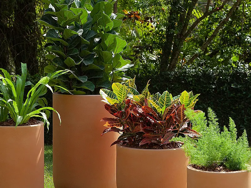 Verão 2023: confira dicas para cuidar das plantas