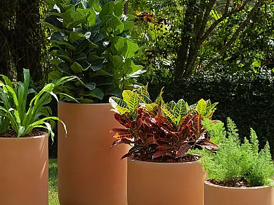 Verão 2023: confira dicas para cuidar das plantas