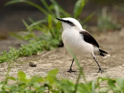 Orquidário de Santos promove encontros para observação de aves