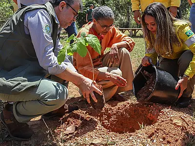 Governo quer evitar licença ambiental de longo prazo no Cerrado