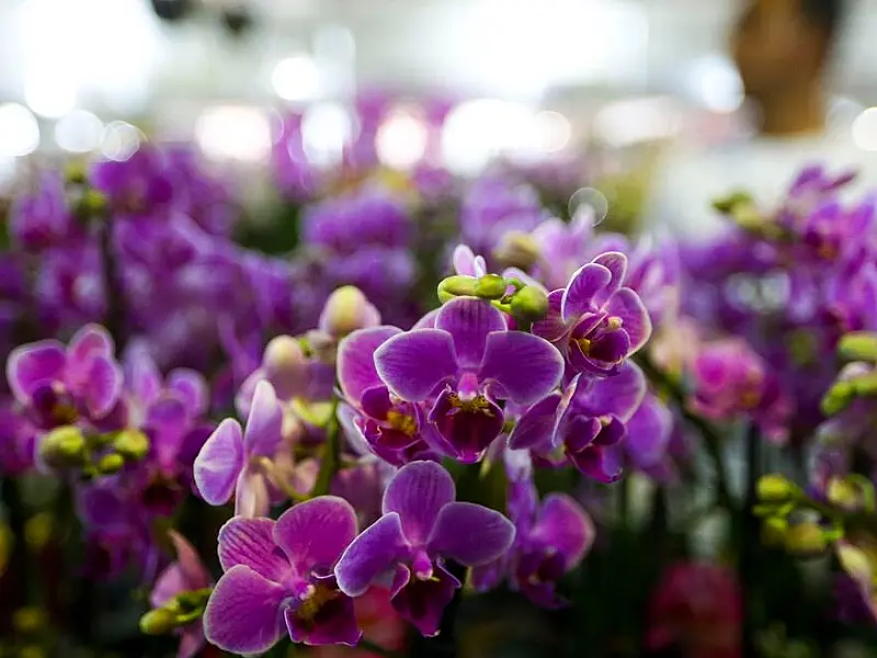 Floristas sugerem flor mais barata e deixam de trabalhar em Dia das Mães inflacionado