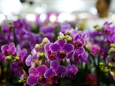 Floristas sugerem flor mais barata e deixam de trabalhar em Dia das Mães inflacionado