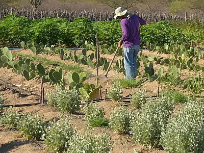 Inadimplência atinge 28% dos produtores rurais no país