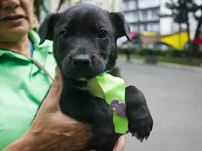 Munícipes podem adotar novos pets para família neste sábado (15) em São Vicente