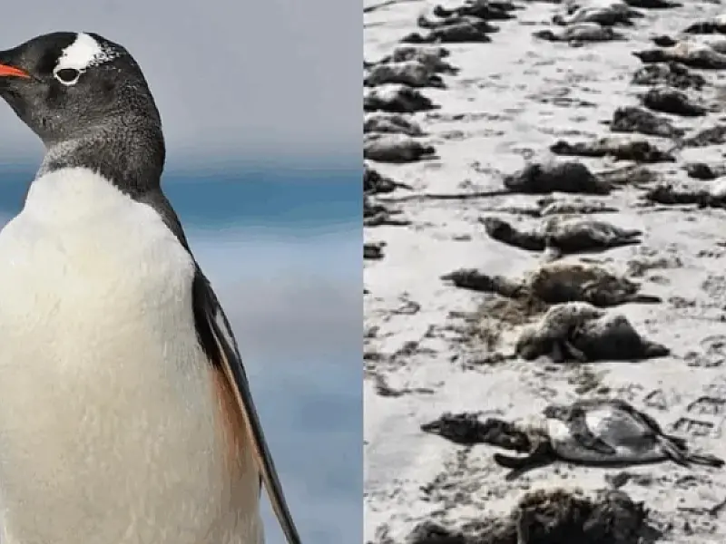 Mais de 700 pinguins são encontrados mortos no litoral de São Paulo
