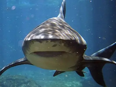 Praia em Fernando de Noronha segue fechada e será investigada