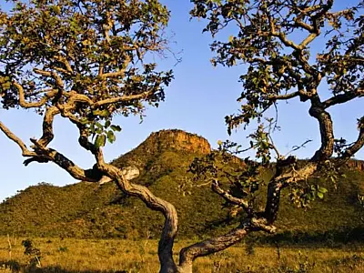 Desmate no cerrado cresce 25% e ultrapassa 10 mil km2