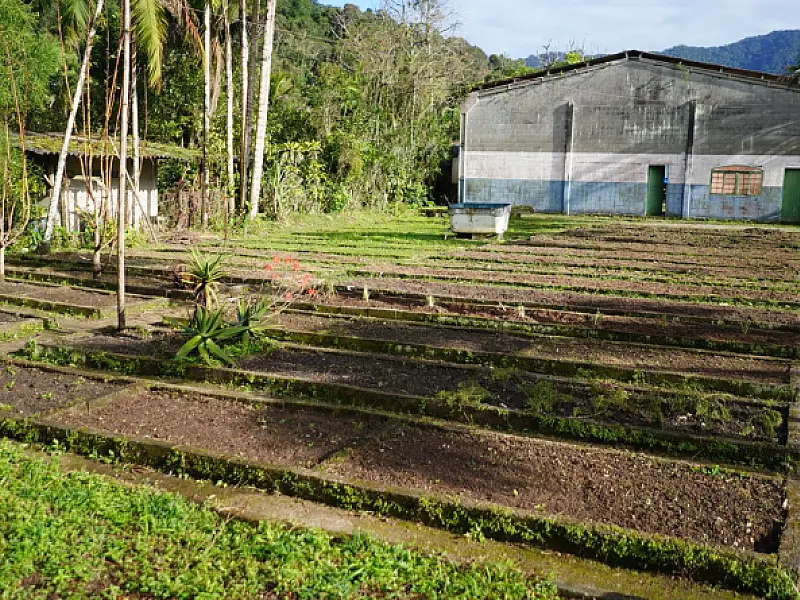 Farmácia Viva de Mongaguá realiza cultivo de plantas medicinais na Regional Rural