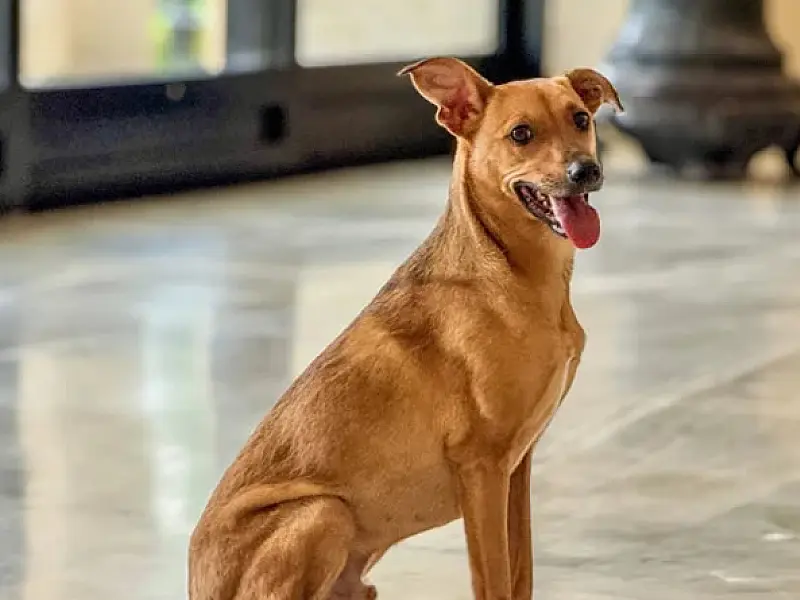 Como denunciar maus-tratos a animais à polícia