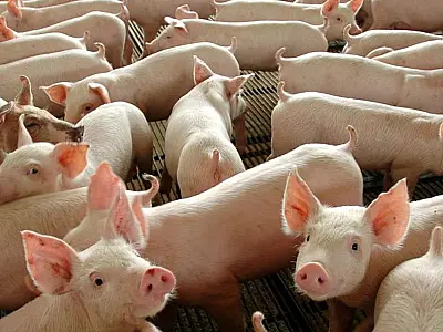 Governo inicia segunda etapa de vacinação contra peste suína clássica