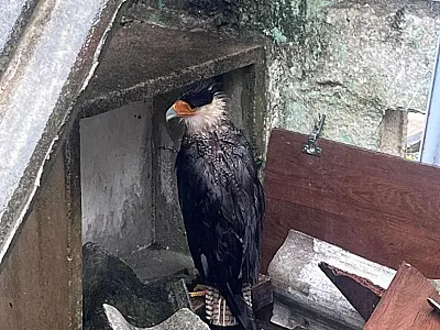 Falcão Carcará é resgatado pela Guarda Ambiental no Humaitá, em São Vicente