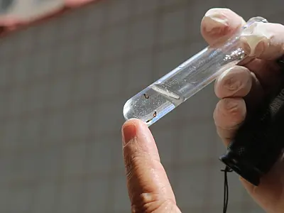 Santos agenda novo mutirão de combate ao Aedes