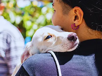 No mês de agosto, feiras de adoção reúnem cães e gatos resgatados em busca de uma nova família