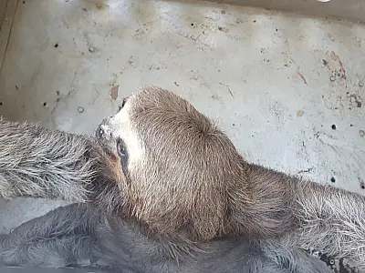 Bicho-preguiça ferido é resgatado pelo DOA