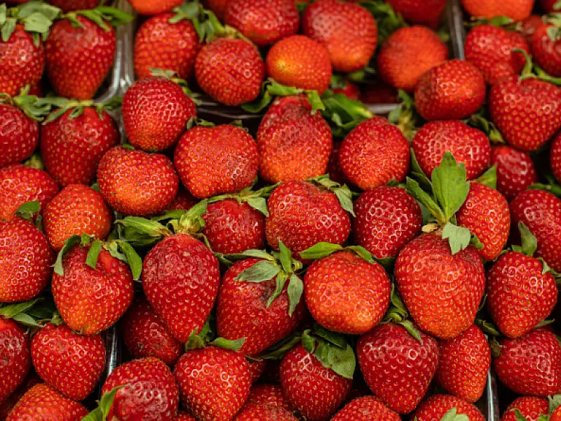 Festa do Morango agita Bertioga com três dias de atrações, sabores e diversão para toda a família