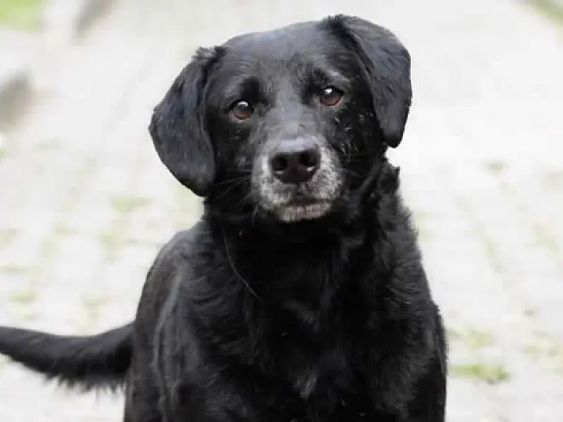 Projeto "Adote um Amigo" incentiva a adoção de animais em Cubatão