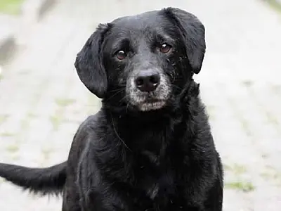 Projeto "Adote um Amigo" incentiva a adoção de animais em Cubatão