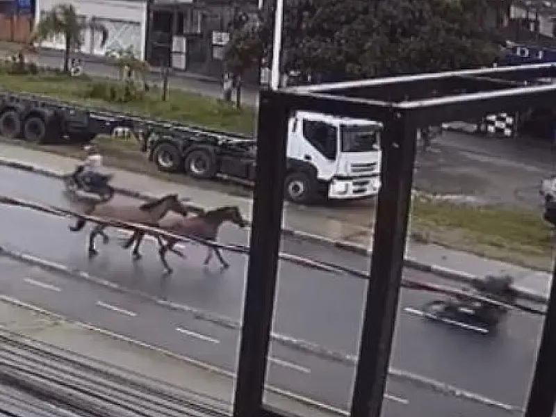 Veja o vídeo: motociclista se choca com cavalos soltos na pista de avenida de São Vicente